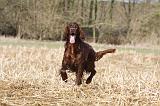 SETTER IRLANDAIS 479